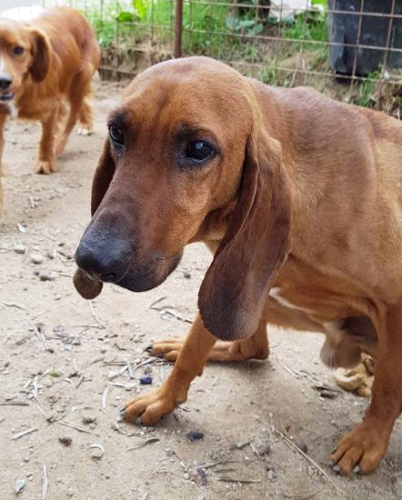 Oscar