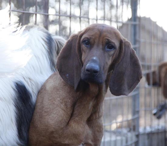 Oscar