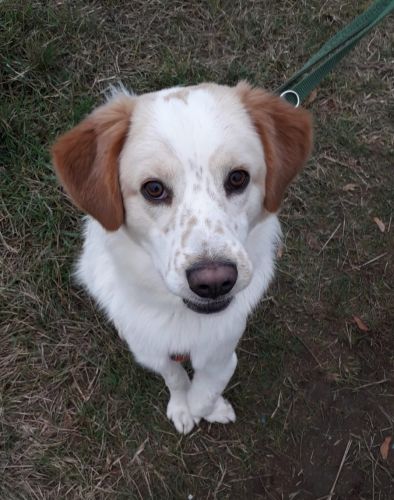 Oscar
