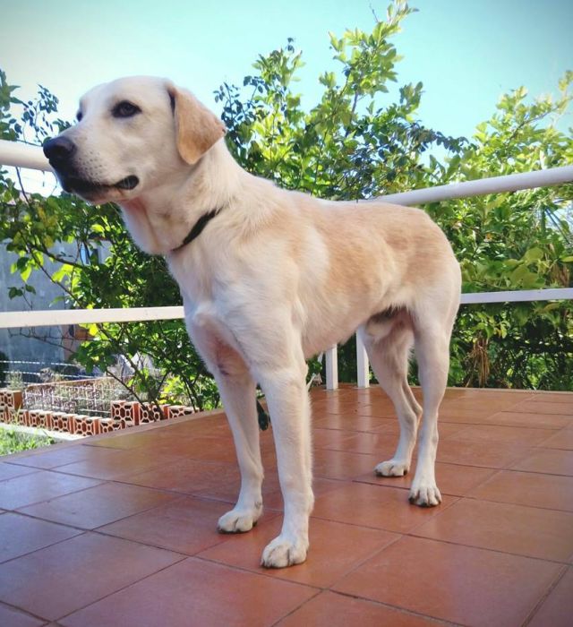 Poldo