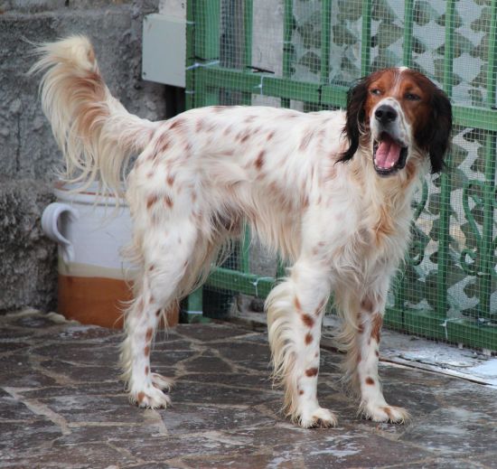 Prince