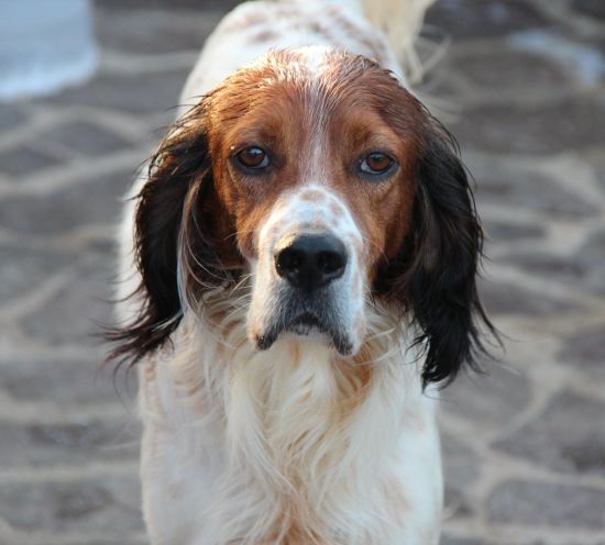Prince