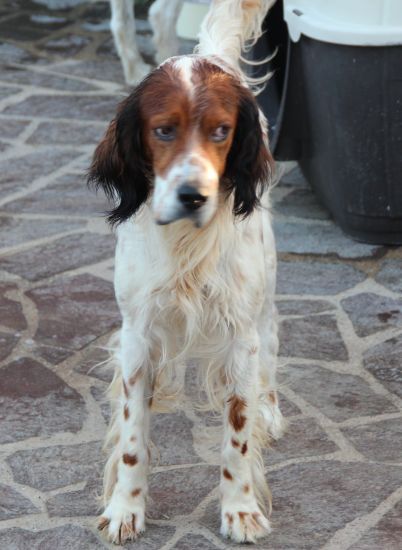Prince