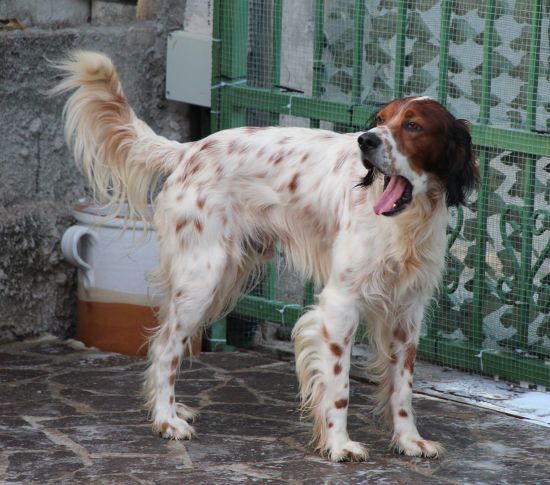 Prince