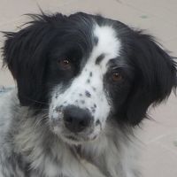Rosita