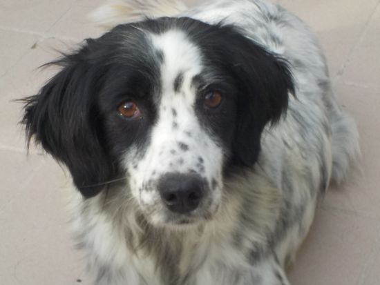 Rosita