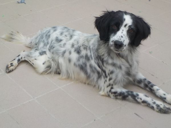Rosita