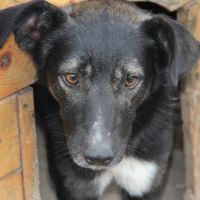 Rufus