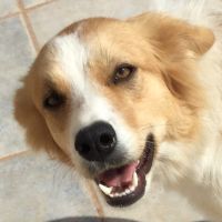 Simba
