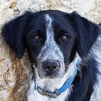 Stella