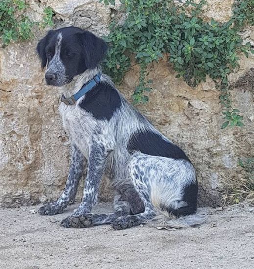 Stella