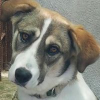 Stellina
