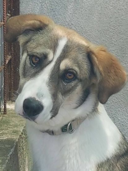 Stellina