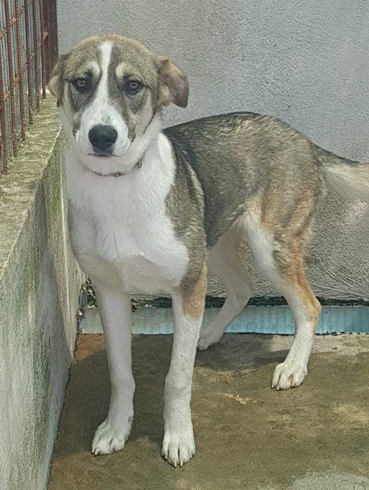 Stellina