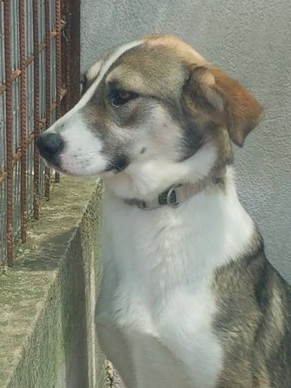 Stellina