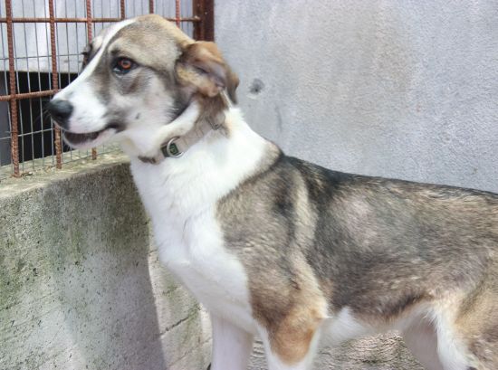 Stellina