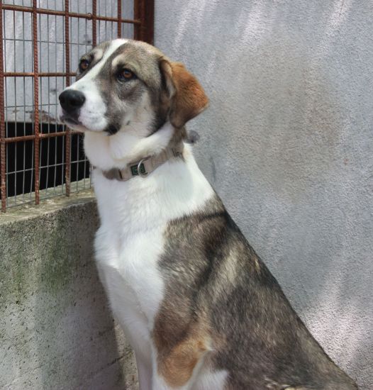 Stellina