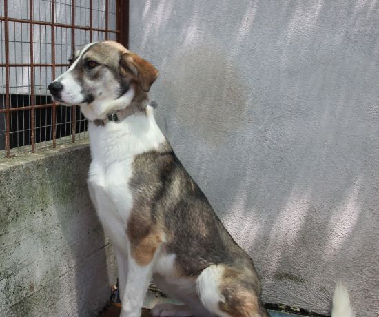 Stellina