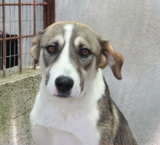 Stellina