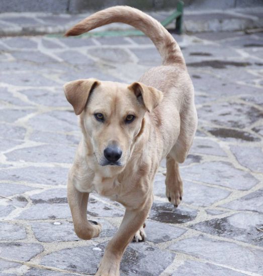 Totò