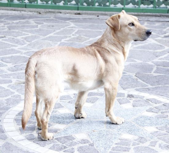 Totò
