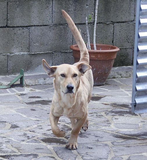 Totò