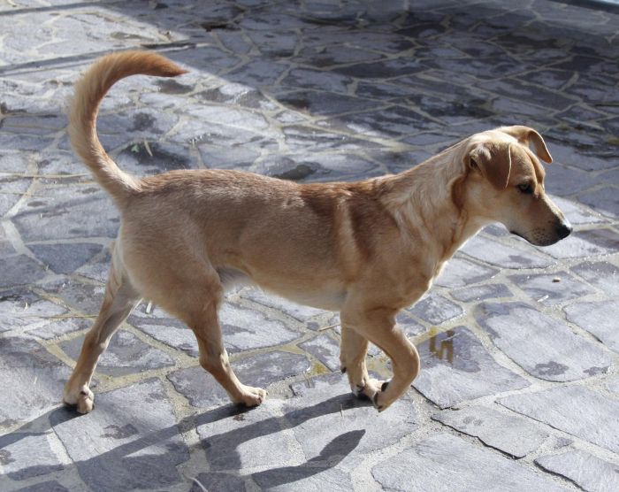 Totò
