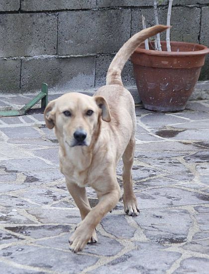 Totò