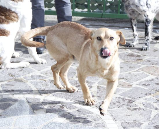 Totò