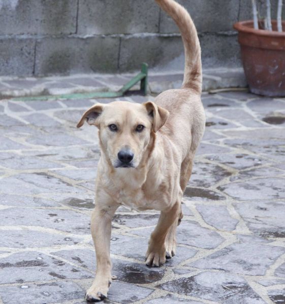 Totò