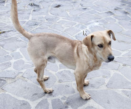 Totò