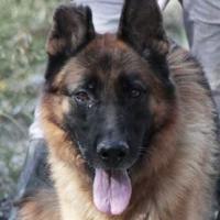 Vasco