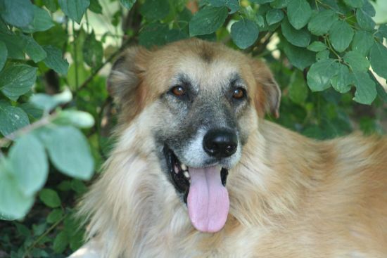 Coda