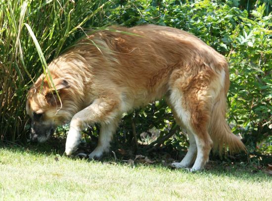 Coda
