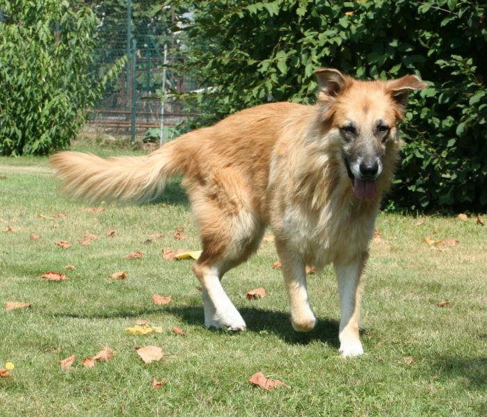 Coda