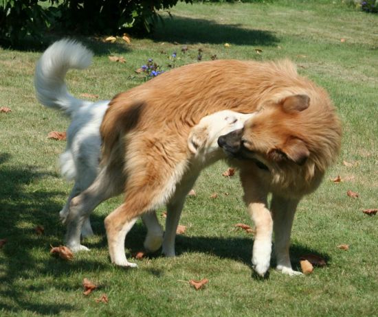Coda
