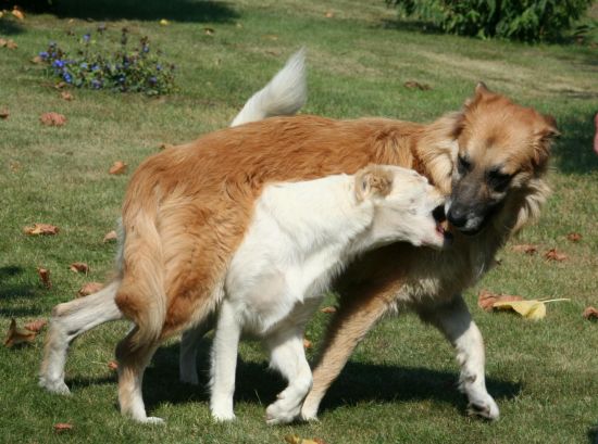 Coda