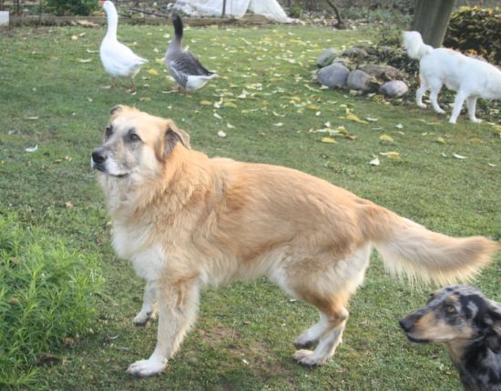 Coda