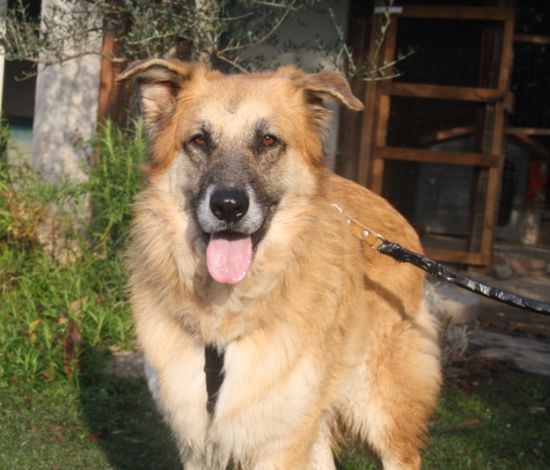 Coda