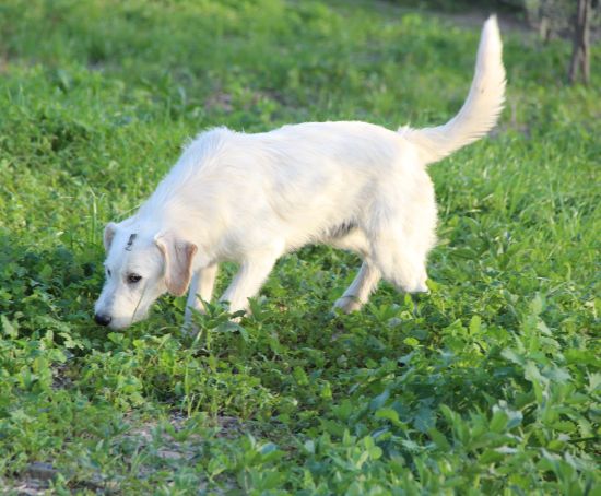 Fiocco
