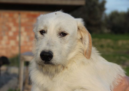 Fiocco