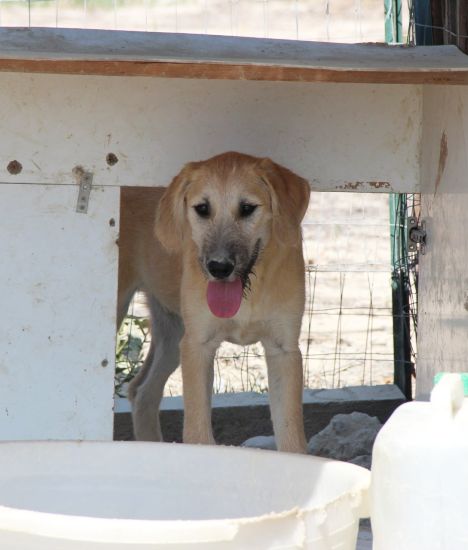 Klaus