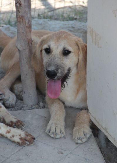 Klaus