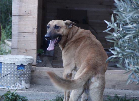 Leone