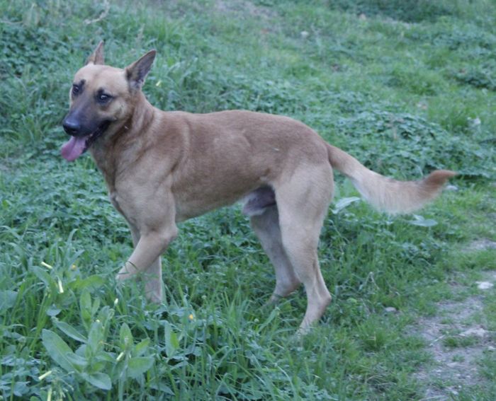 Leone