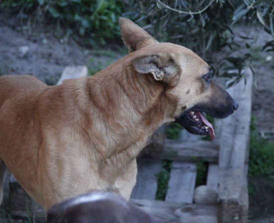 Leone