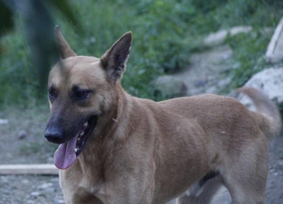 Leone