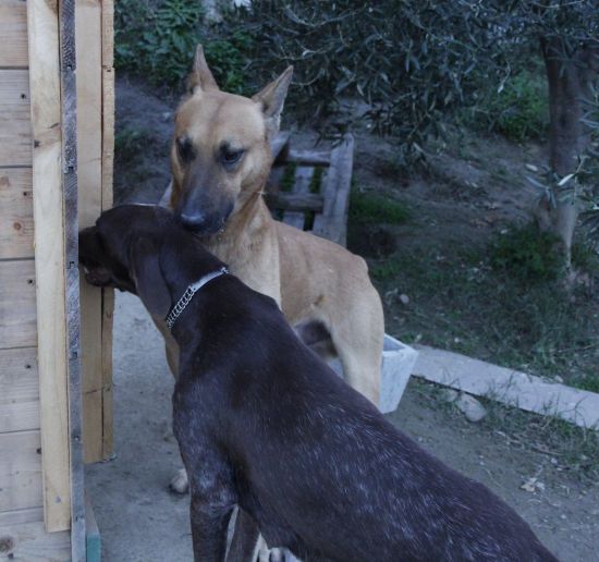 Leone