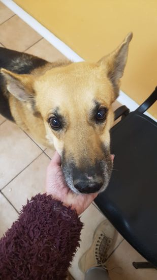 Rex