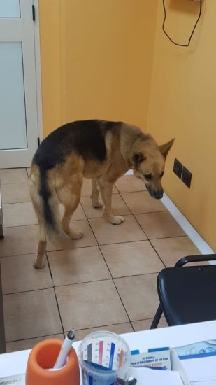 Rex
